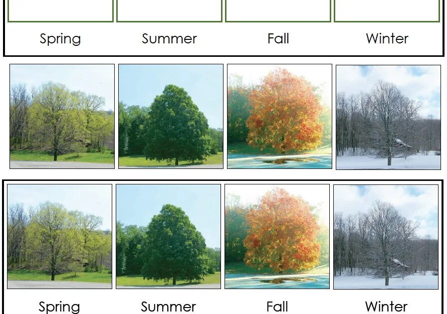 Cool seasons. Времена года на дереве. Seasons Chart. Four Seasons характеристика. Seasons diagram.