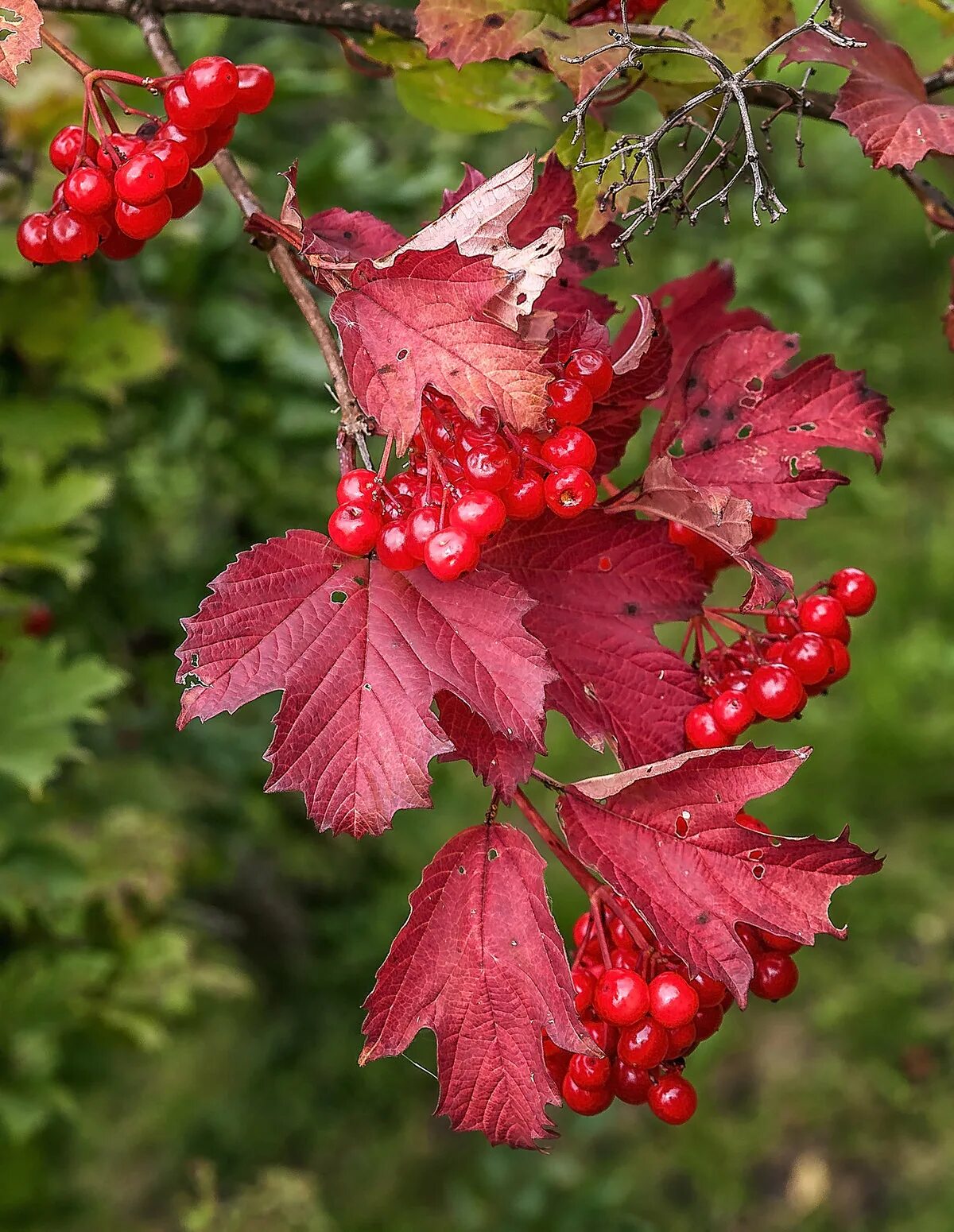 Калина форма листьев. Калина (Viburnum). Калина красная Viburnum opulus. Калина обыкновенная Viburnum opulus. Калина обыкновенная Viburnum opulus l..