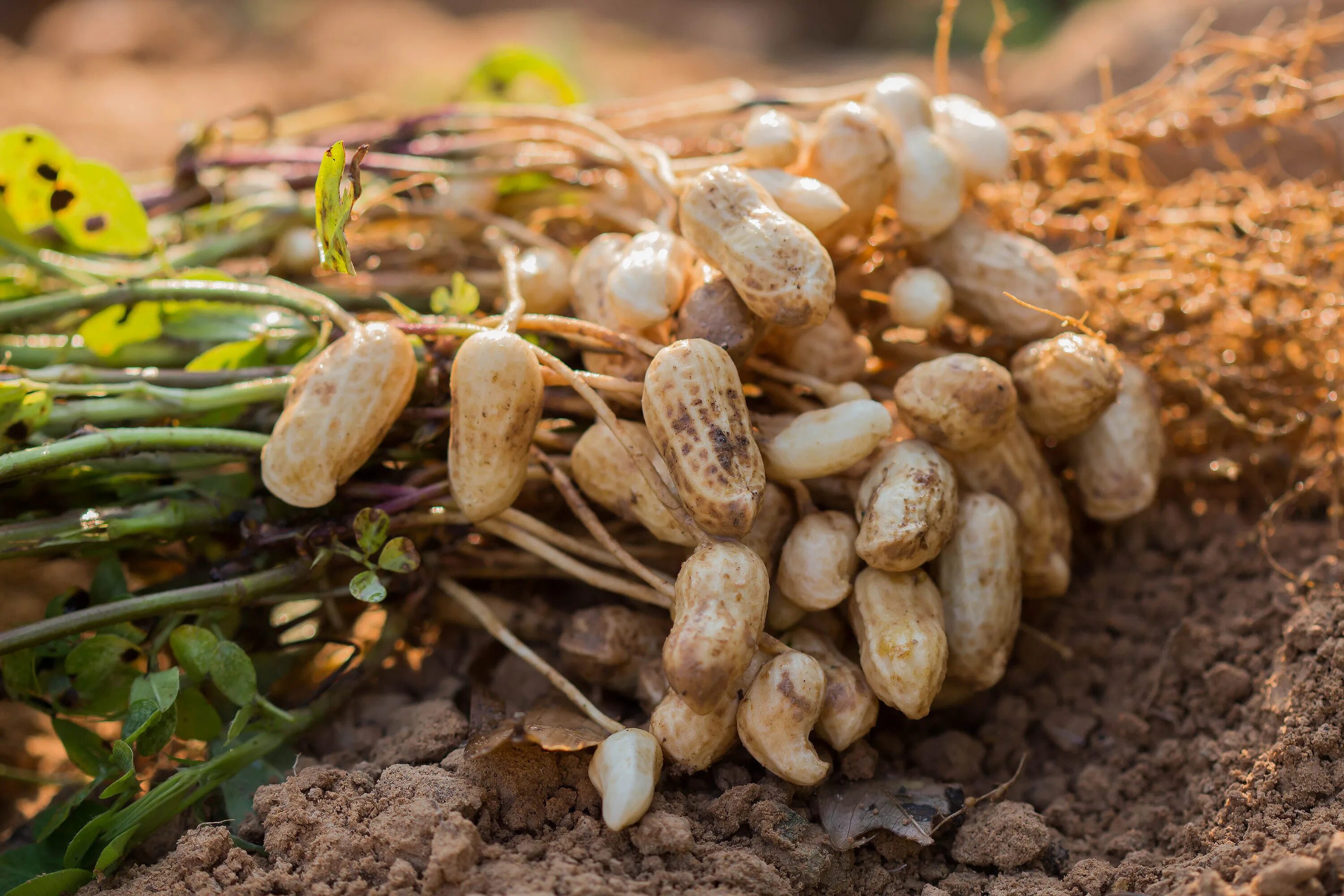 Земляной арахис. Земляной орех арахис. Арахис культурный Земляной орех. Арахис в Южной Америке.