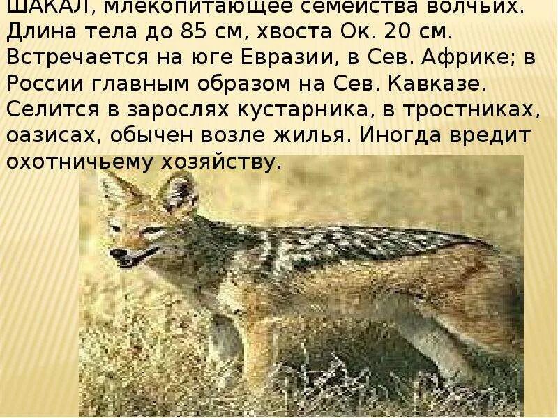 Корсак сообщение 4 класс окружающий мир