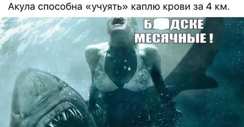 Акула 2011