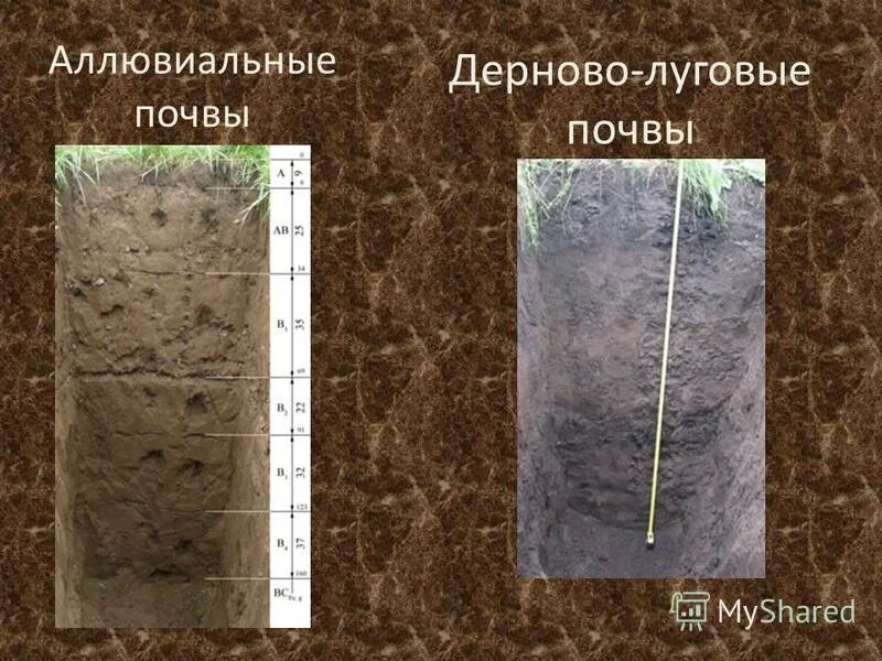 Аллювиальные дерновые почвы профиль. Аллювиально-пойменные дерновые почвы.. Профиль аллювиально Луговой почвы. Дерново-луговые почвы. Почвы долины рек