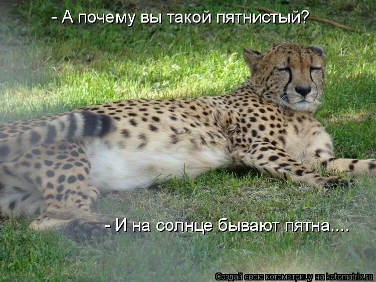 Солнце и пятна на солнце. И на солнце есть пятна происхождение. И на солнце есть пятна фразеологизм. И на солнце бывают пятна. Солнце бывает.