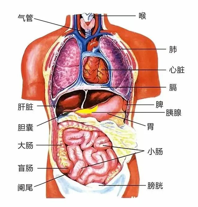 Вид внутренних органов. Расположение органов у человека. Анатомия человека внутренние органы. Внутренне расположение органов человека. Атлас внутренних органов человека.