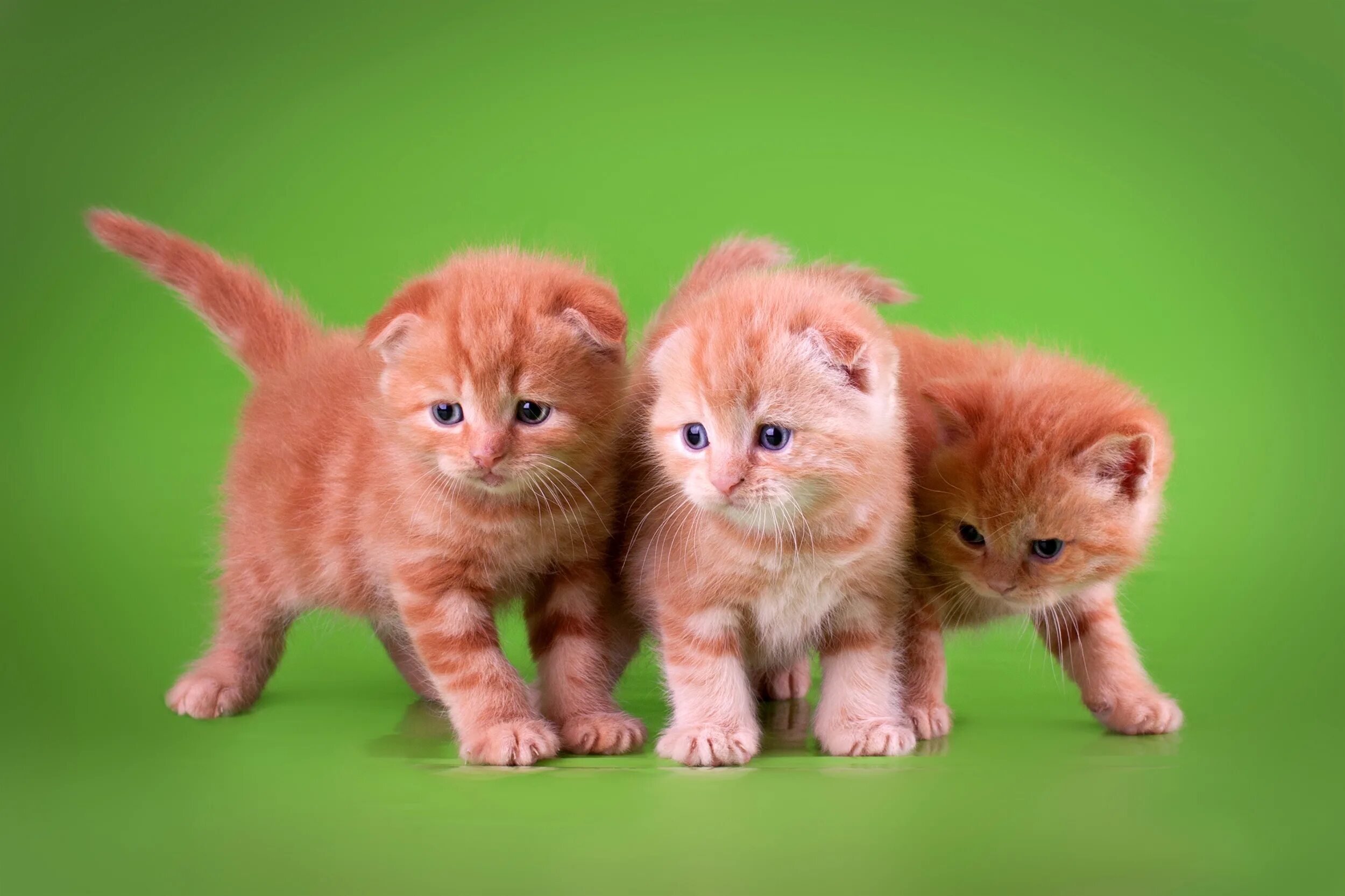 Как зовут третьего котенка. Котята. три котенка. рыжие котята трое. котята 3 шт.