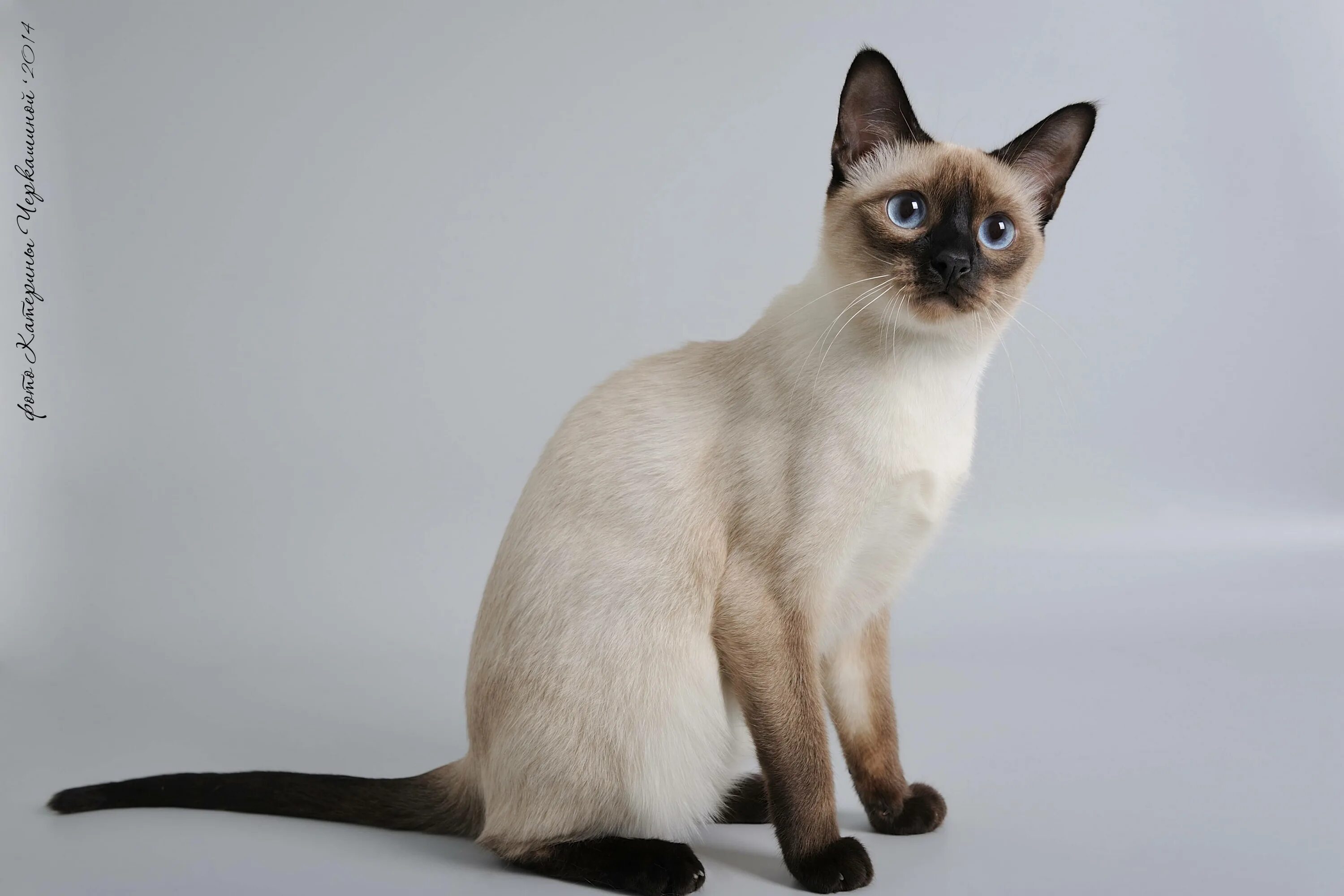 Меконгский бобтейл полосатый. Тайская кошка сил Пойнт. Тайская порода кошек сил Пойнт. Сиамская кошка сил-Пойнт. Описание тайской породы