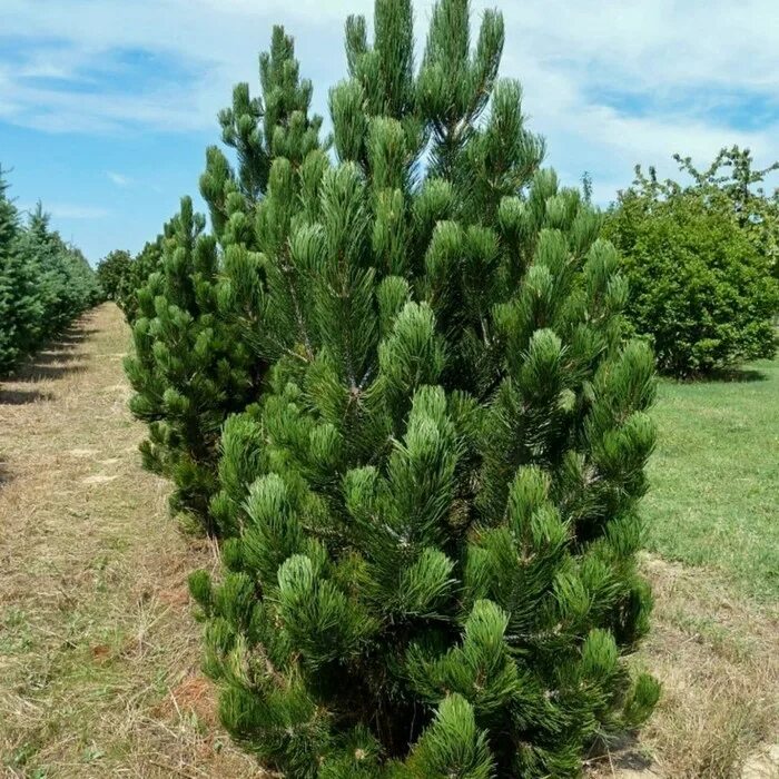 Pinus heldreichii