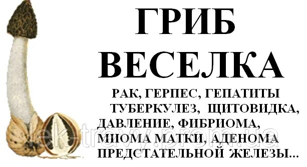 Веселка как принимать. Гриб Веселка. Настойка гриба Веселка. Веселка гриб онкология. Гриб Веселка сушеный.