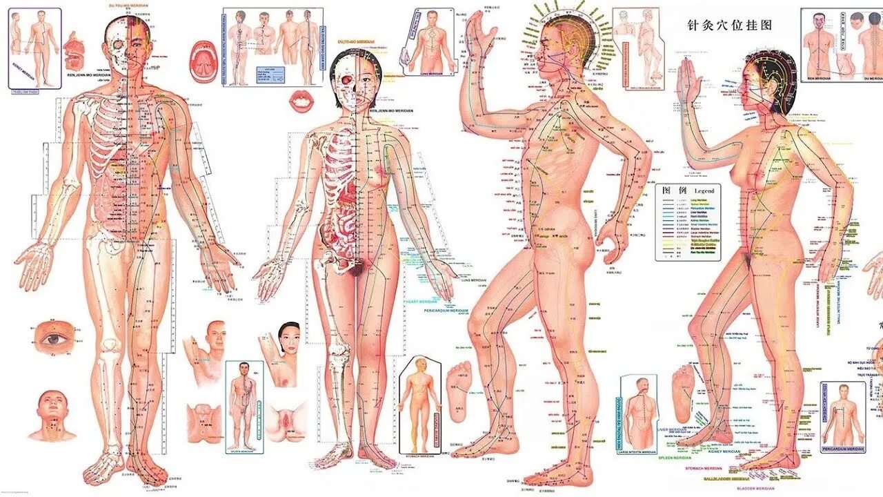 Каналы китайской медицины. Энергетические меридианы человека китайская медицина. 12 Меридианов человека по китайской медицине. Меридианы человека схема и точки акупунктуры. Акупунктура меридианы китайская медицина.