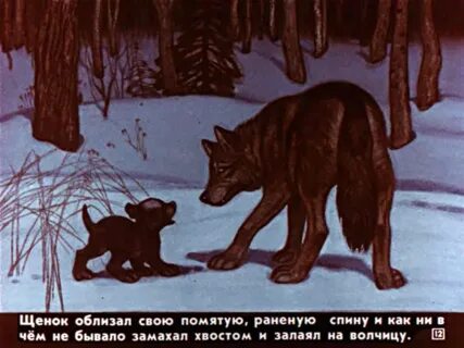 Какой рассказ белолобый