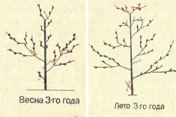 Персик обрезка весной схема. Формировка кроны персика. Схема обрезки персика. Правильная обрезка персика весной схема. Можно ли обрезать персик