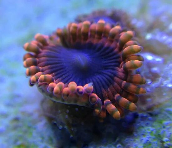 Coral bear. Коралл Зоантус Лунар. Зоантусы галлюцинация. Зоантус Bloodsucker. Lunar Eclipse Zoas.