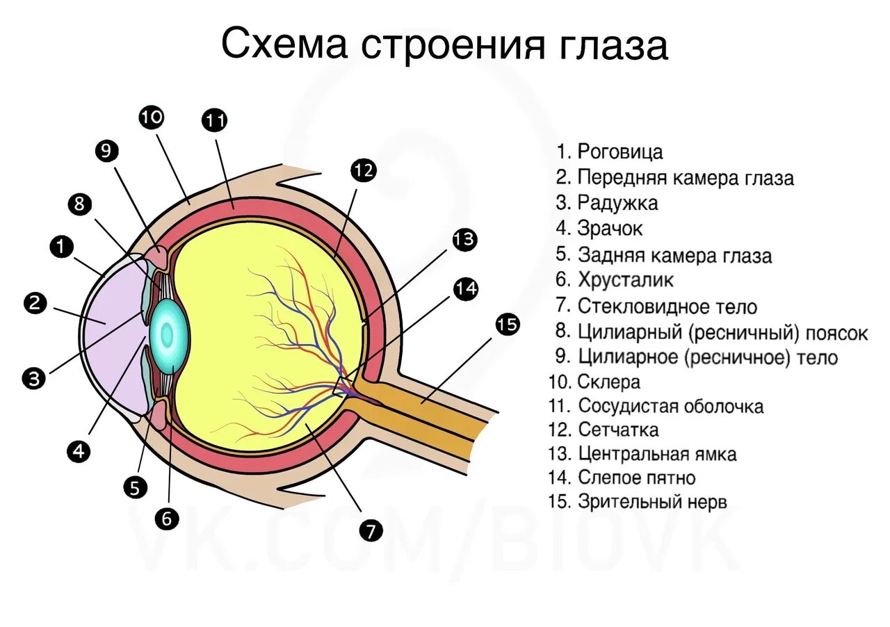 Строение глаза и значение. Анатомия ЕГЭ биология строение глаза. Строение глаза человека анатомия ЕГЭ. Схема строения глаза человека ЕГЭ биология. Строение глаза и функции ОГЭ.
