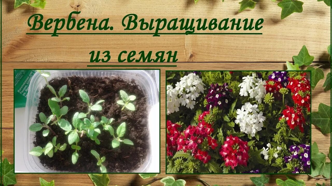 Посадка вербены на рассаду в домашних условиях: когда сеять и как вырастить цвет