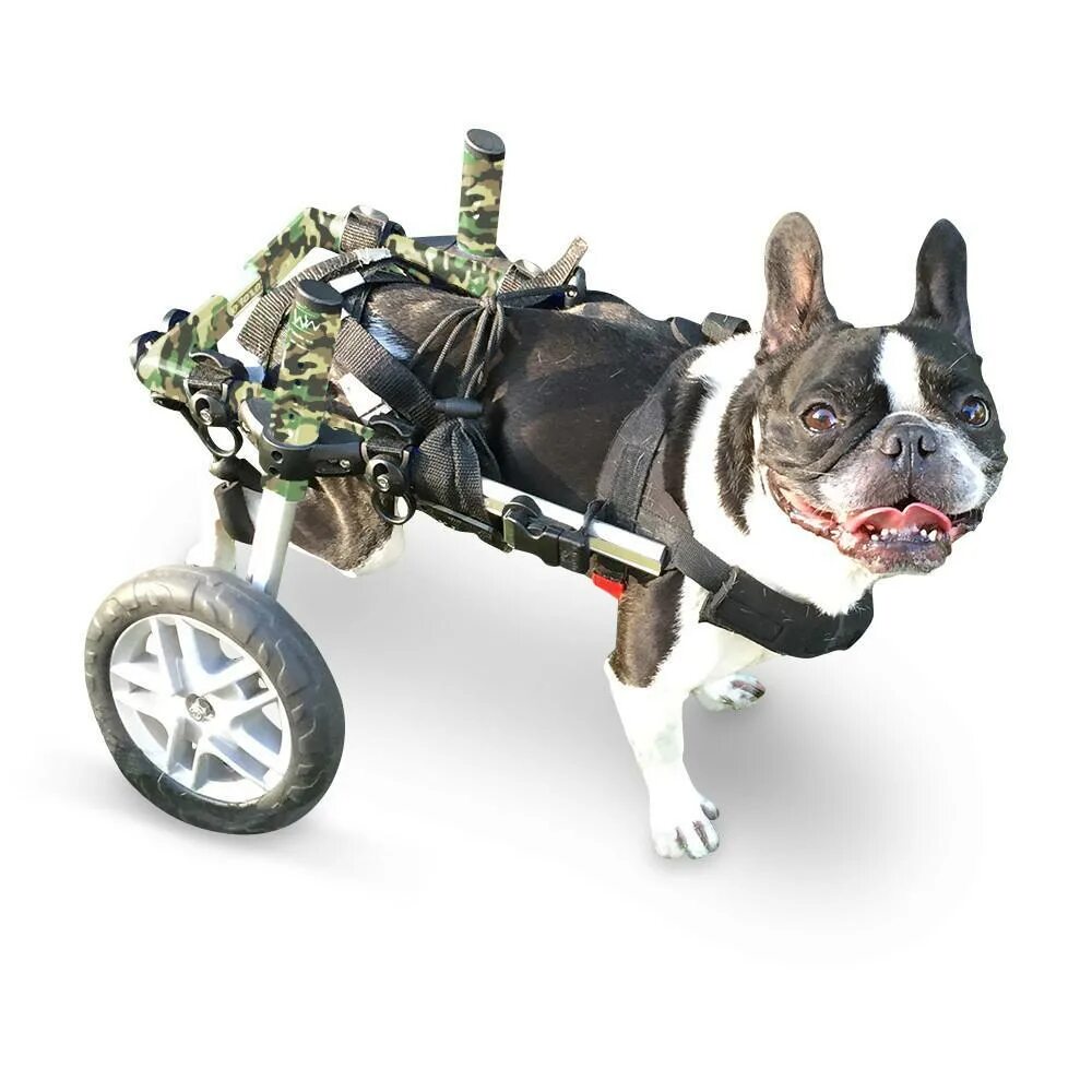 Коляска для собак инвалидов. Инвалидная коляска для собак walkin wheels. инвалидные коляски dog wheelchairs. коляска для собак walkin&#039; wheels. каталки для собак инвалидов.