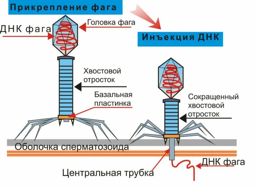 Как проникает в клетку бактериофаг. Строение бактериофага. прикрепление фага. прикрепление бактериофага.