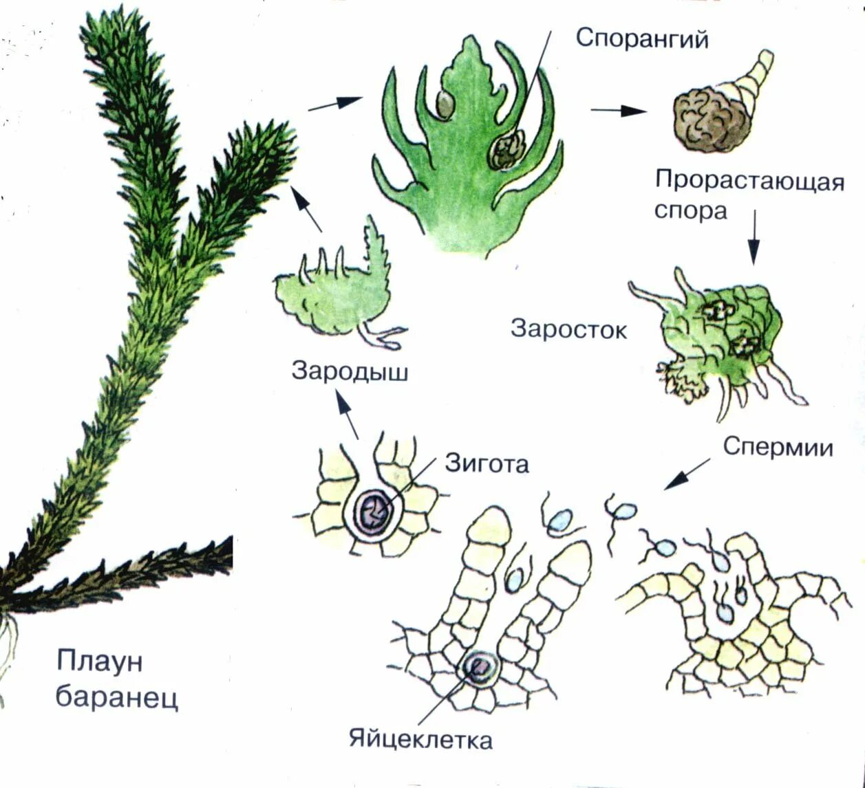 Сорус гаметофит. Цикл развития плауна булавовидного. Жизненный цикл плауна булавовидного схема. Цикл развития плаунов схема. Плауновидные размножение схема.