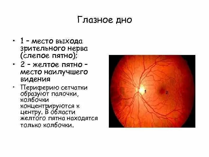 Желтое пятно это. Слепое пятно офтальмология. Глазное дно слепое пятно. Слепое пятно это место выхода зрительного нерва.