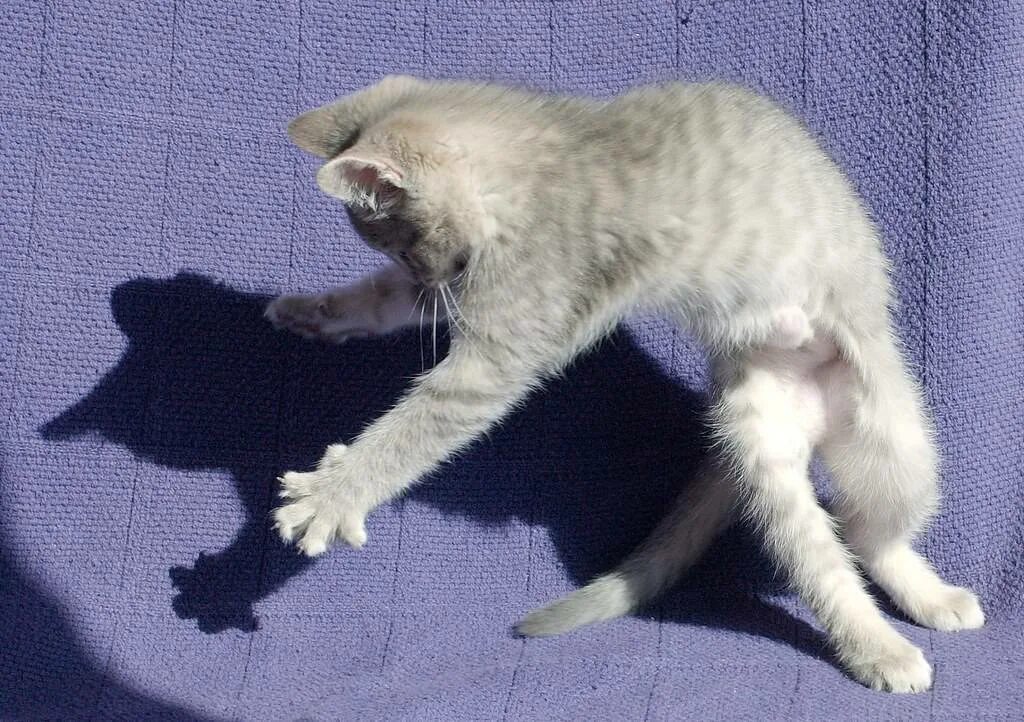 Кот шатается что делать. Котенок гоняется за хвостом. кот с хвостом. кошачий хвостик. кот выгнул спину.