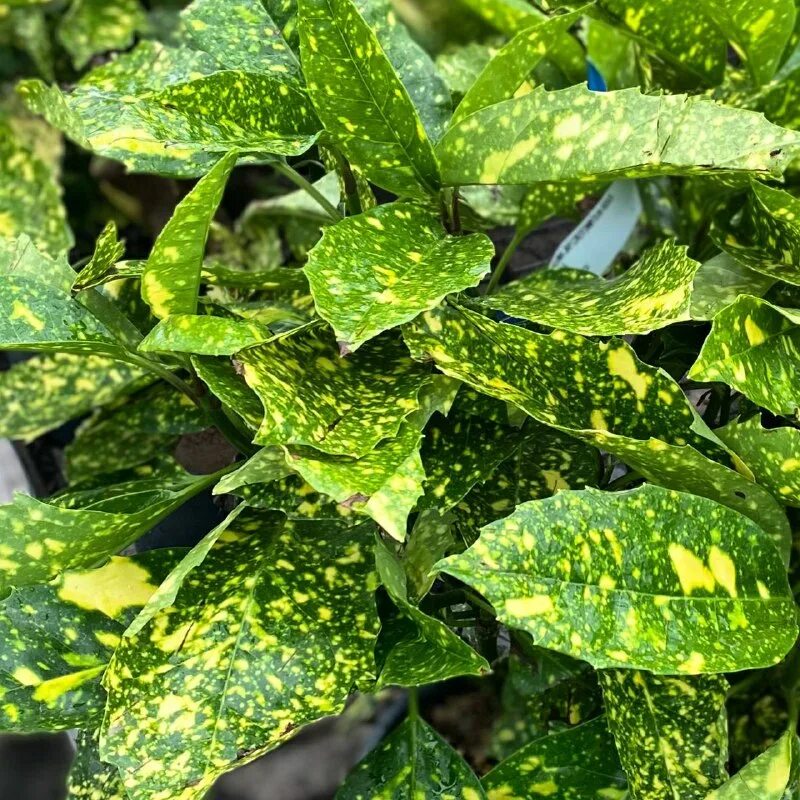 Аукуба золотое дерево. Листья аукубы японской. Аукуба японика вариегата. Аукуба японика. Аукуба японика.