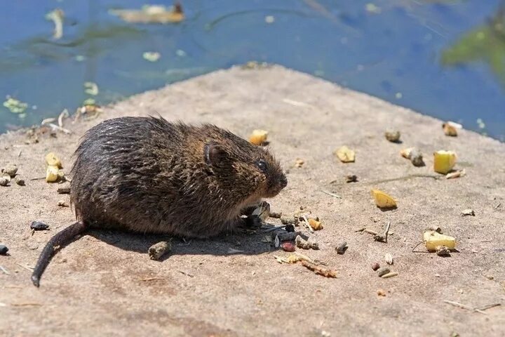 Водяные крысы на садовом участке фото Что посадить на даче чтобы мыши ушли подальше НАШопытКоротко Дзен