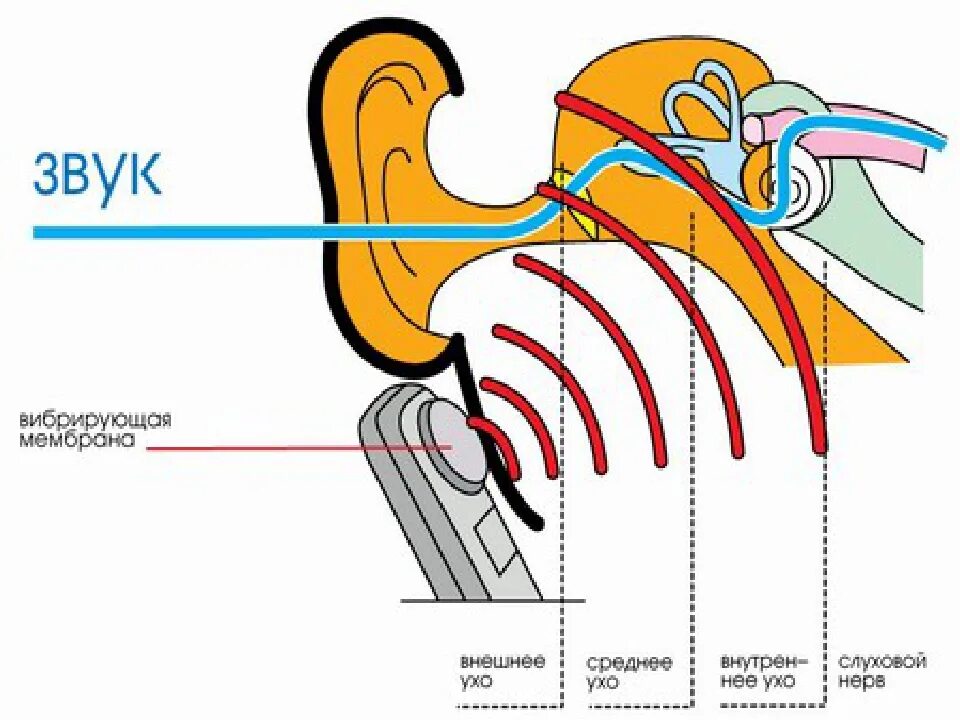 Звука проведение проведение в ухе. Схема проведения звука. Проведение звука в ухе анатомия. Механизм восприятия слуха. Как наушники передают звук