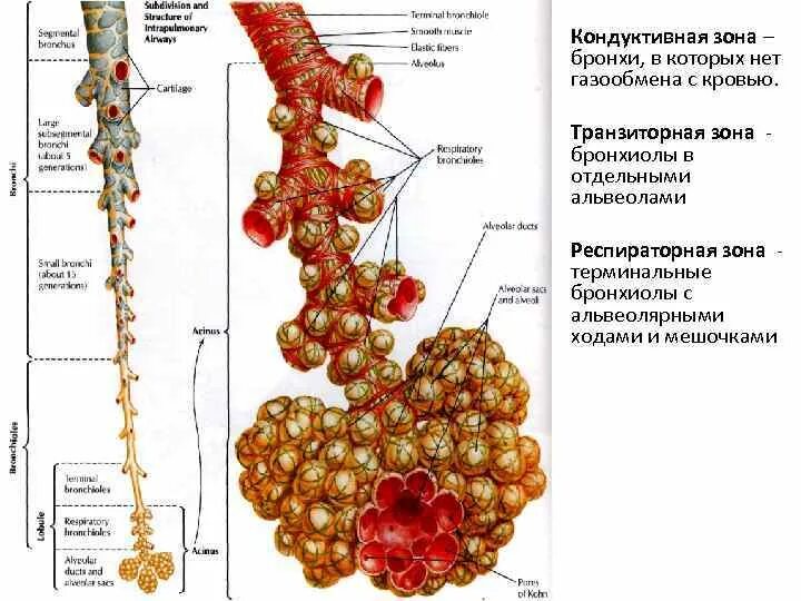 Терминальные бронхиолы. Бронхи бронхиолы и альвеолы. терминальные бронхиолы строение. терминальные бронхиолы делятся. терминальная альвеола.