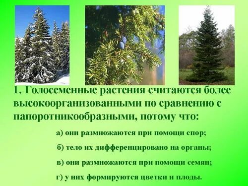 Размеры голосеменных. Голосеменные кустарники. любое голосеменное растение. многообразие голосеменных растений. голосеменные папоротники.