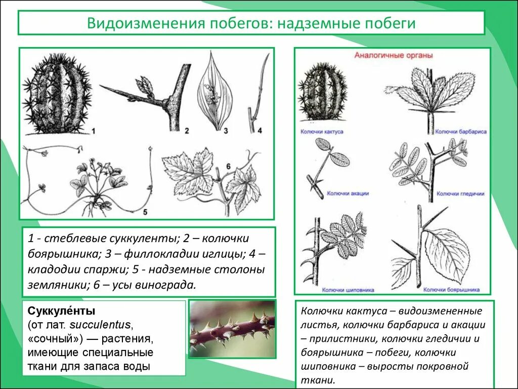 Видоизмененные листья и корни. Метаморфозы побега филлокладии. Надземные видоизмененные побеги таблица. Видоизменения надземных побегов колючки. Видоизменения надземных побегов таблица.