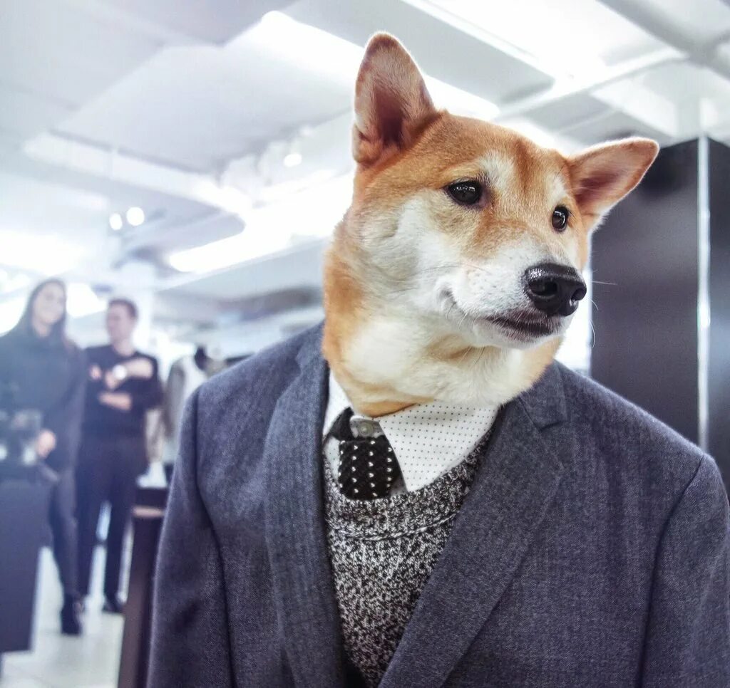 Гламурные собачки. Мини бигль собака. Собака модная сейчас. Показ мод одежды для собак. Собака модная сейчас.