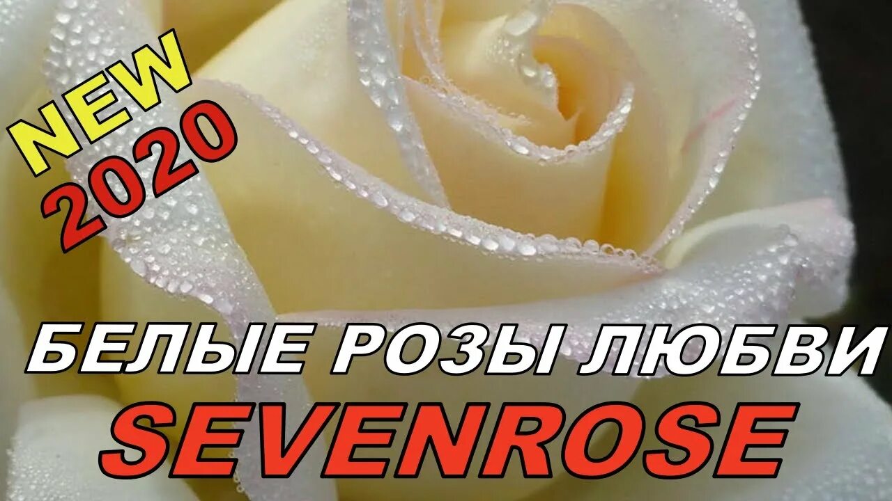 Песня розовое любимая. Любовь и белые розы. Sevenrose белые розы любви. Белые розы любви sevenrose премьера 2020. Белые розы для любимой.