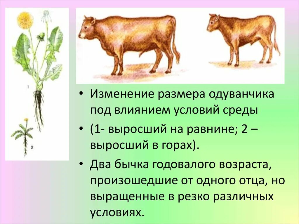 Изменение размера одуванчика под влиянием условий среды. Два бычка выросли в разных условиях. Изменчивость одуванчика. Резкое изменение условий среды