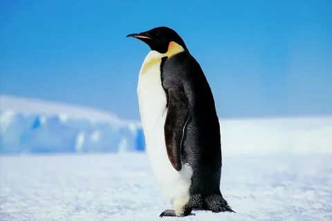 Пингвинообразные