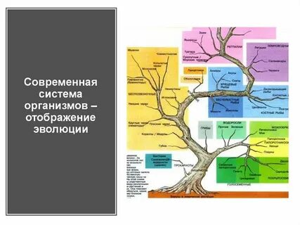 Система растений и животных эволюции