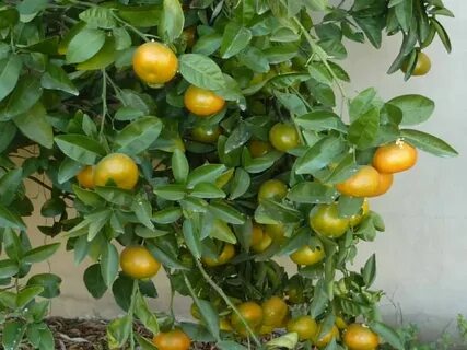 Murcott fruit
