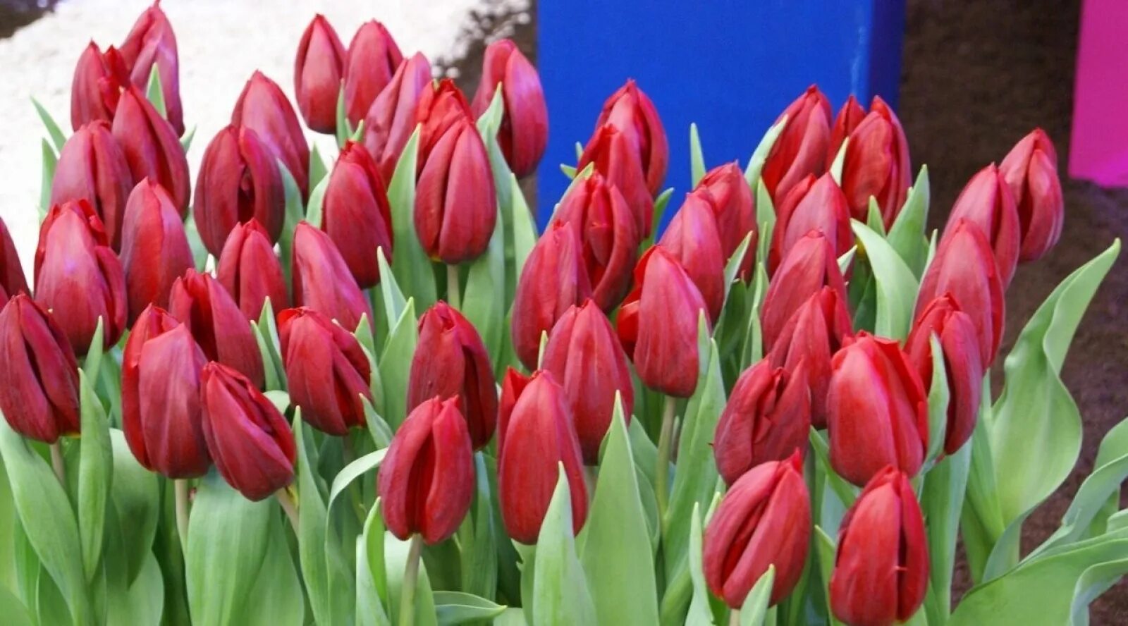 Red Gold Флора-М