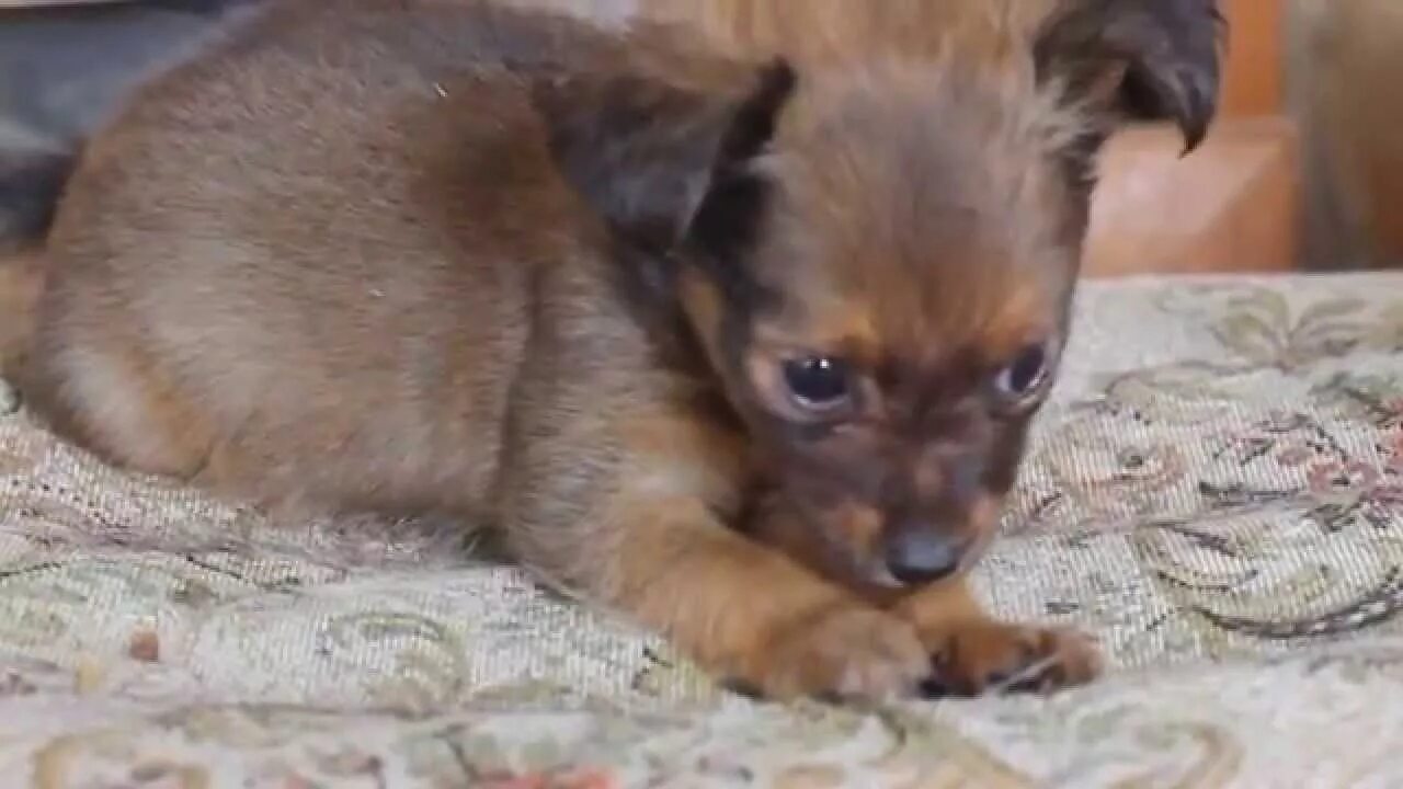 Тойтерьеры щенки 2 месяца. Мини той терьер 2 месяца. Русский той терьер щенок 2 месяца. Русский той терьер щенок 2 месяца. Щенки той терьер 2 месяца мини.