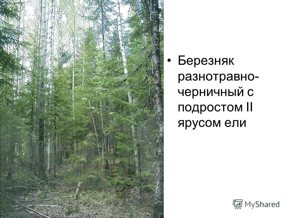Западинные луга. Березняк злаково-разнотравный. Мелко западинный. Листопадные мелколиственные насаждения с преобладанием осины. Древесно-кустарниковый ярус.