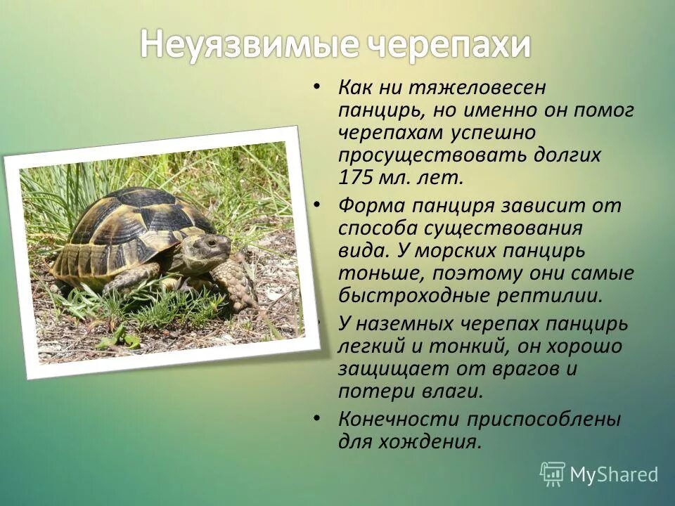 Помощь черепахам. Помощь черепахам