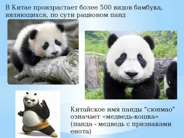 Как назвать панду девочку. Как назвать панду девочку