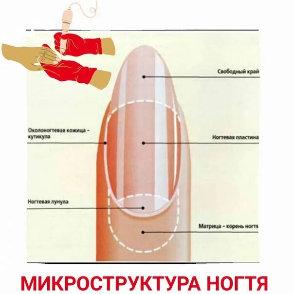 У женщин быстро растут ногти