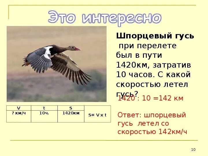 Скорость полета гуся. Скорость полета гуся белолобого. Скорость полета уток. Скорость полета дикого гуся.