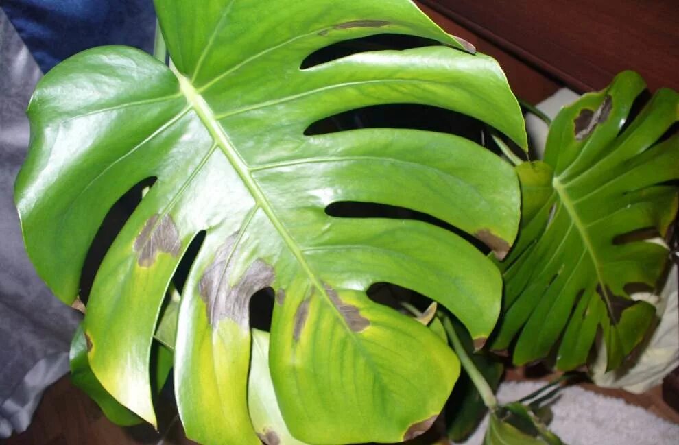 Монстера край листа. Монстера деликатесная (Monstera deliciosa). Бурая пятнистость монстера. Антракноз монстеры. Монстера Делициоза размножение.