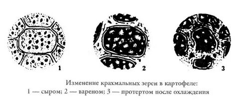 Виды крахмальных зерен