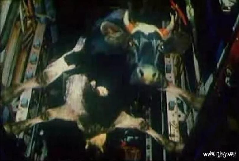 1995. Особенности национальной охоты корова. Корова из особенности национальной. Особенности нац охоты корова. Жить захочешь не так раскорячишься особенности национальной охоты.