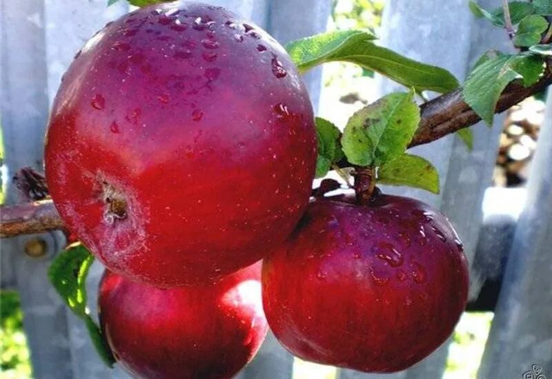 Яблоня анис пурпуровый. Сорт яблони анис алый. Яблоня анис Свердловский. Сорт яблони анис красный.