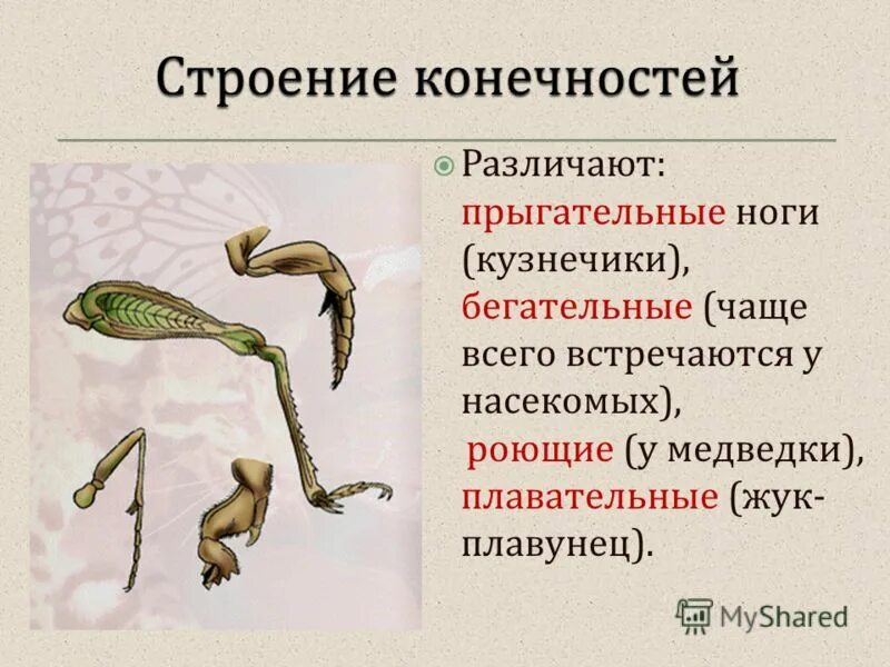 сколько пар конечностей у кузнечика. сколько конечностей у кузнечика. прямокрылые анатомическое строение. у кузнечика уши на ногах. прямокрылые саранча строение.