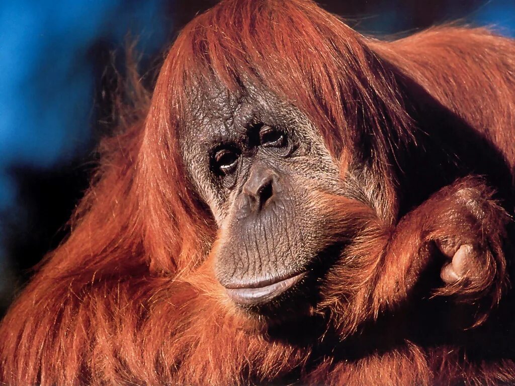 орангутан и шимпанзе. львиные игрунки. зелёный павиан джимми. самка орангутана. суматранский орангутанг.