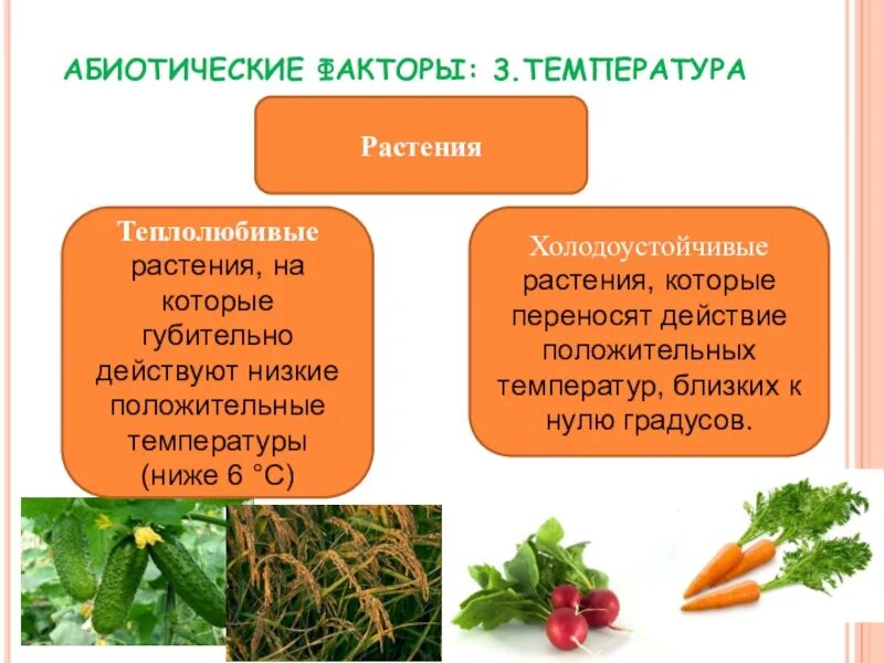 Таблица группы растений по отношению к теплу