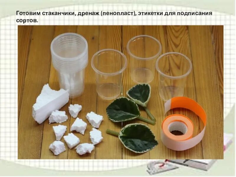 Можно ли использовать для дренажа пенопласт. Стаканчики для фиалок. фиалки пенопласт. пенопласт для дренажа в цветочном. дренаж из пенопласта для цветов.
